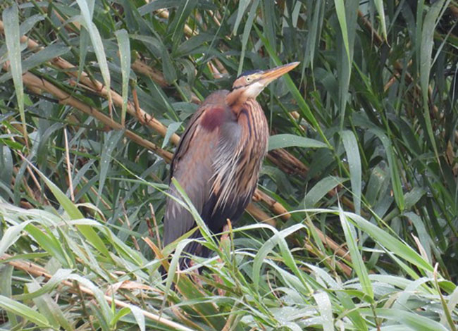 🐦 La pluja dels darrers quinze dies d’abril ha fet augmentar la migració prenupcial d’ocells al #parcfluvial del Besòs. 🕵 El nombre i varietat d'espècies d'ocells observades ha estat força elevat: un agró roig, dos capons reials i una cuereta groga anglesa, entre d’altres. ℹ