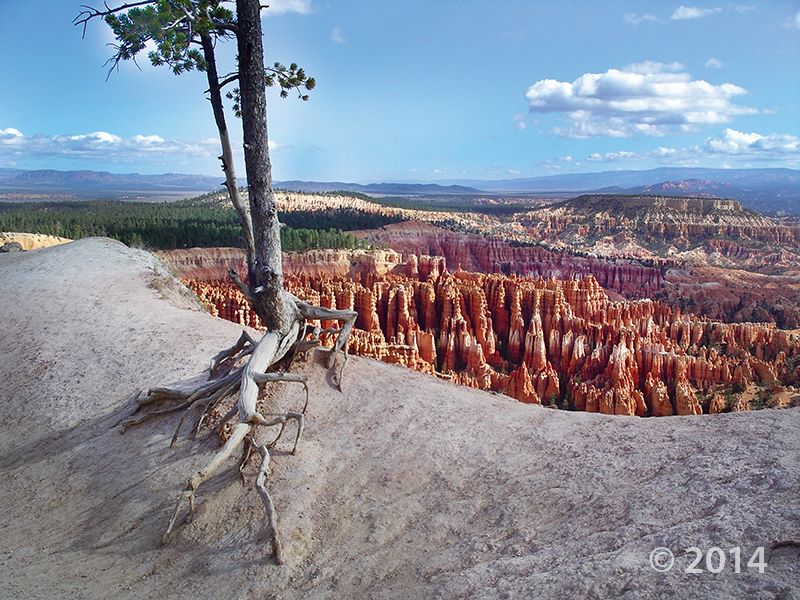 Photo of the Week: Bryce Canyon National Park, UT by Bob Biek. This stunning park features hoodoos and sculpted fins, carved by the erosive power of the Paria River on the Tertiary-age Claron Formation.
#utahgeology #photooftheweek