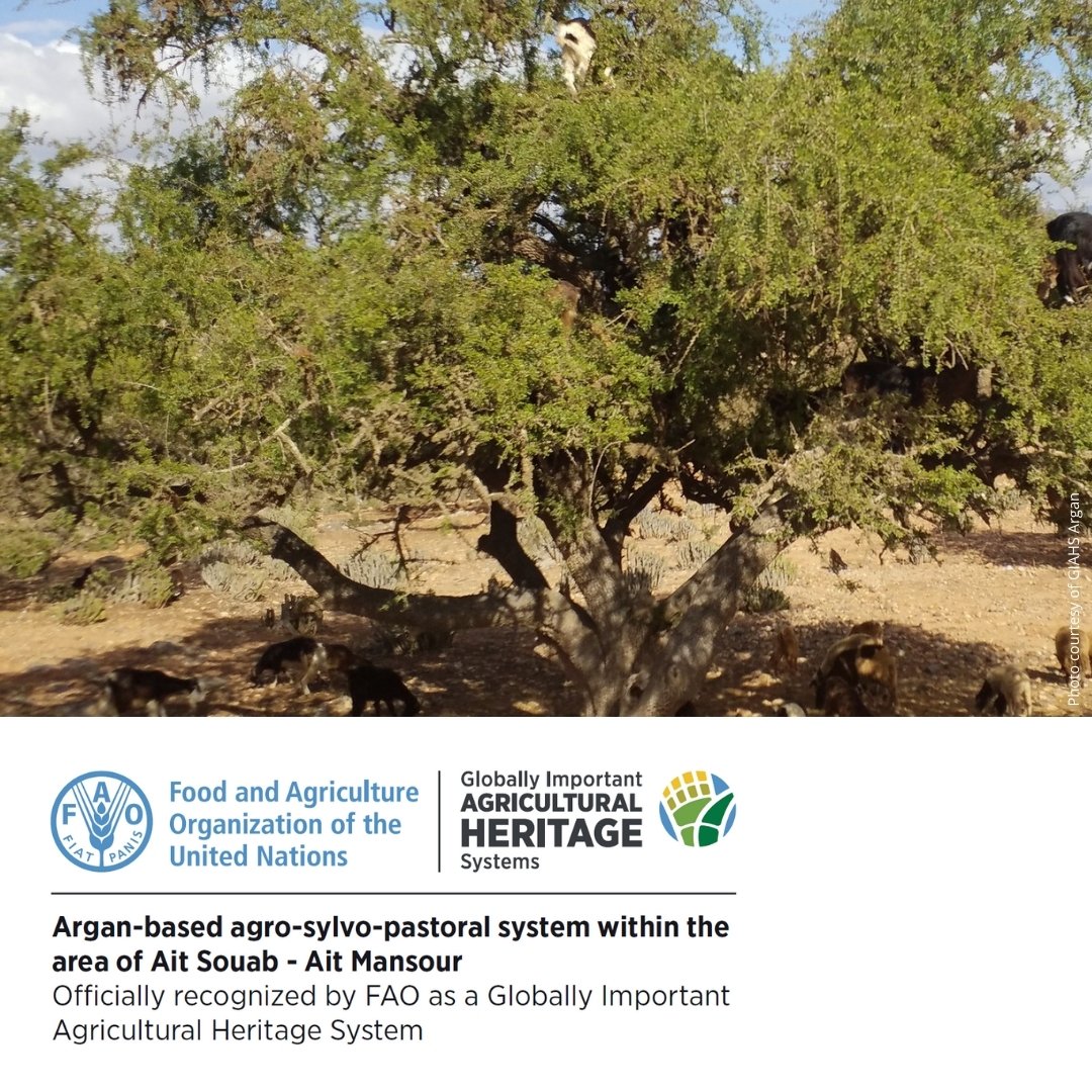 Happy #ArganiaDay! 🌳

In 2018, FAO designated Ait Souab-Ait Mansour in Morocco as a Globally Important #AgriculturalHeritage System. This unique system features the argan tree at its heart, symbolizing eternity, resilience, and #ClimateAdaptation 🧵1/4
👉🏽 bit.ly/44xEkB7