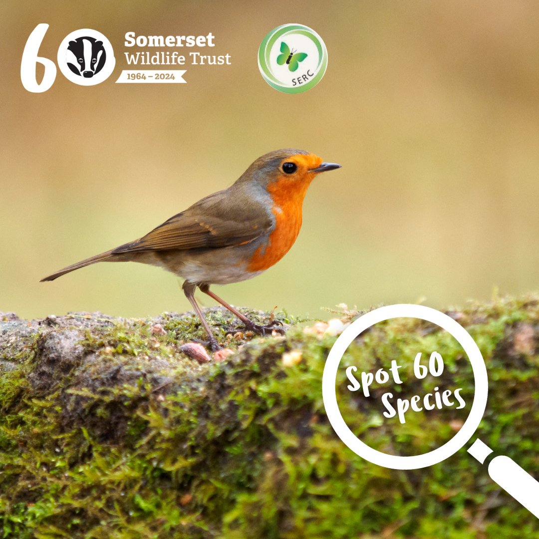 Spot 60 species for our 60th! 🔍 We're challenging you to spot 60 different species before 30th September as part of our 60th anniversary celebrations. There are gaps in our knowledge that we need YOUR help to fill! 👇🐦🐝 somersetwildlife.org/spot-60-species #60YearsofSWT #Somerset