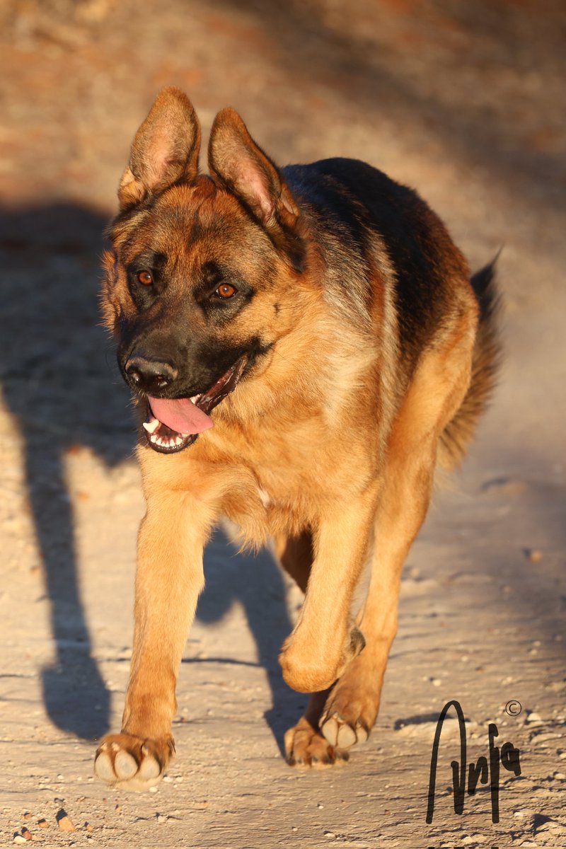 The joy of living #photography #nature #outdoors #garden #GermanShepherdDog #Francistown #Botswana #Africa