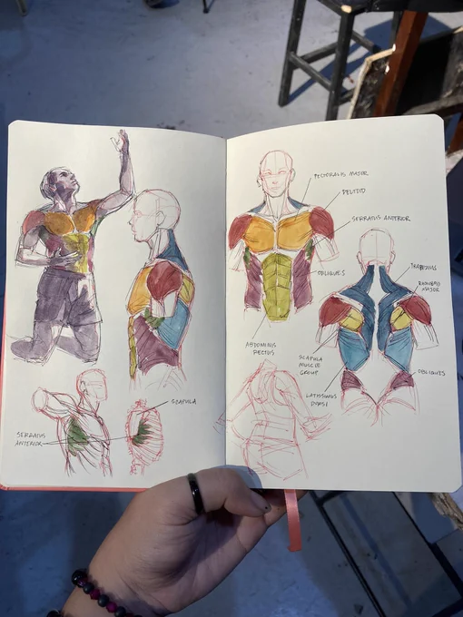 Quintessential art school experience: memorizing muscle groups like a med student lol 