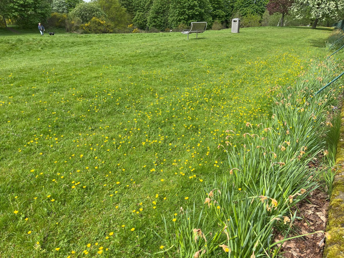 Bulbous Buttercup carpeting the verges at King's Park, Stirling today - fantastic scene! The turned-down sepals underneath the petals help tell it from our commoner buttercups. #NoMowMay