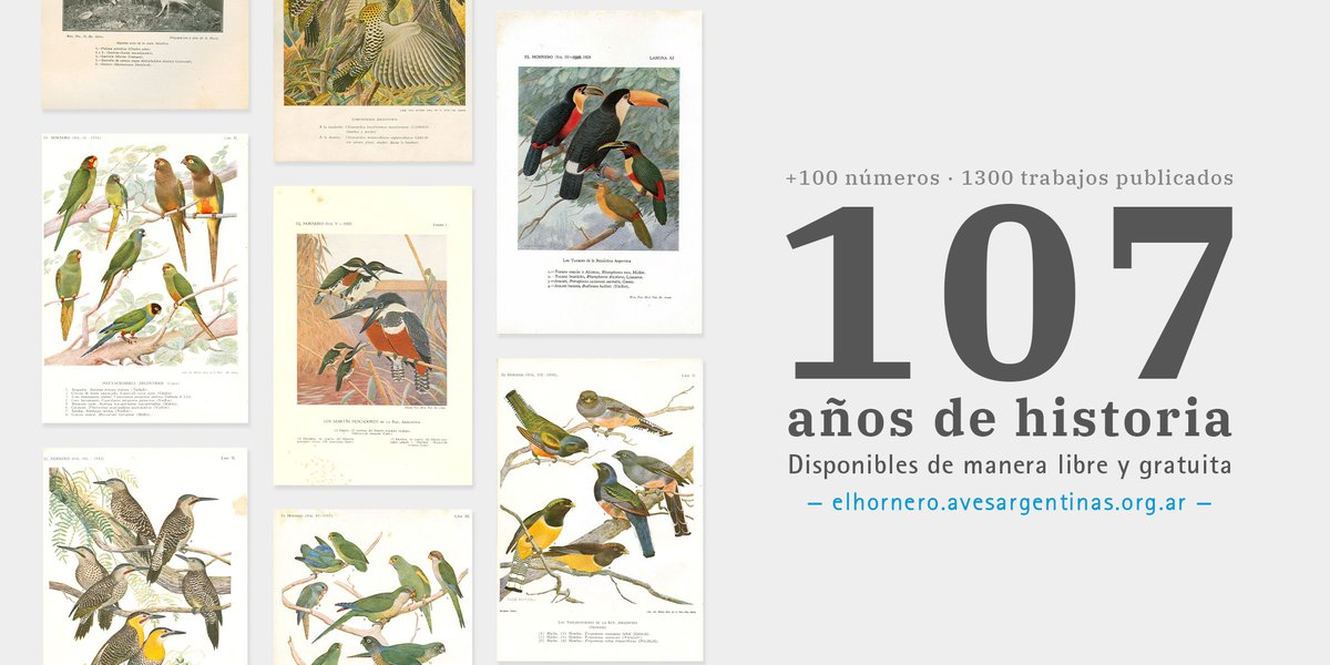 Accede a las instrucciones para publicar, y a su contenido completo 👉 elhornero.avesargentinas.org.ar ¿Publicaste alguna vez en #ElHornero? Dale RT a este post con el enlace a tu trabajo y etiquetanos @CienciaAves así le damos difusión.