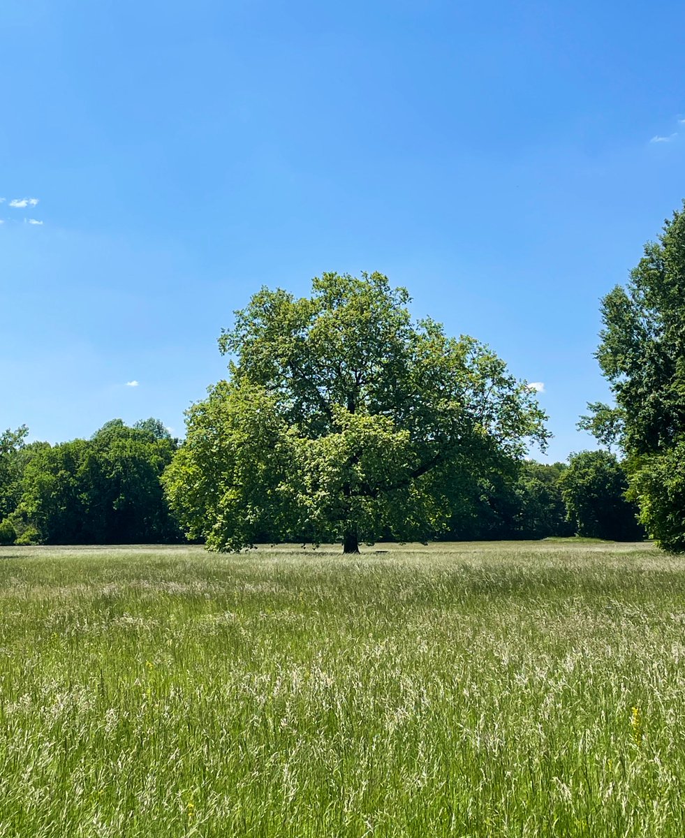 Bäume die einfach ungestört wachsen können und dann so groß werden,  gehören für mich zum Schönsten was  es auf der Welt gibt. Der hier steht im Laxenburger Schlosspark.