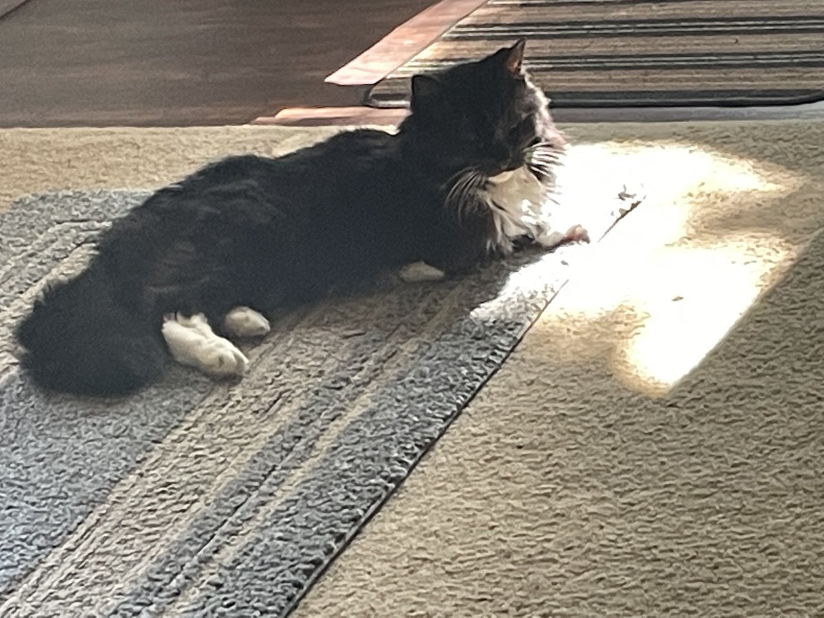 Sun puddles are great for senior cats. Hi! Love, Hollie 💕 #CatsOnTwitter #CatsOnX #CatsOfTwitter #CatsOnX