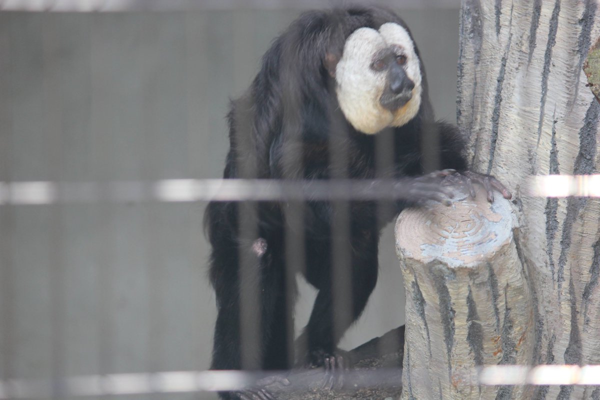 日本平動物園のシロガオサキのミツオくん

見れてよかったー！
#シロガオサキ #ミツオ
#日本平動物園