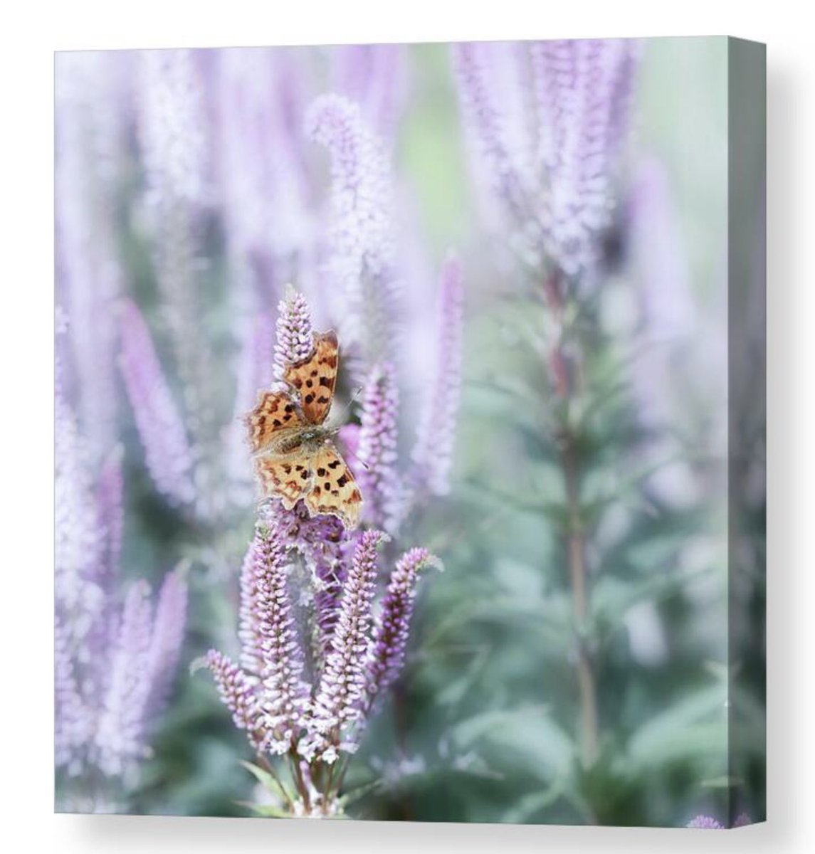 Butterfly Dream HERE: 5-tanya-smith.pixels.com/featured/butte… #WallArtDecor #wallartforsale #prints #homedecor #interiordecor #butterfly #butterflies #nature #FillThatEmptyWall #BuyIntoArt
