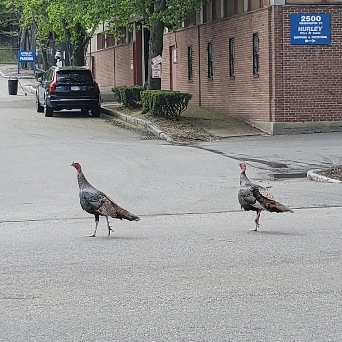 I have an announcement of a show coming up, but for now, enjoy two turkeys getting used to life in Roxbury.