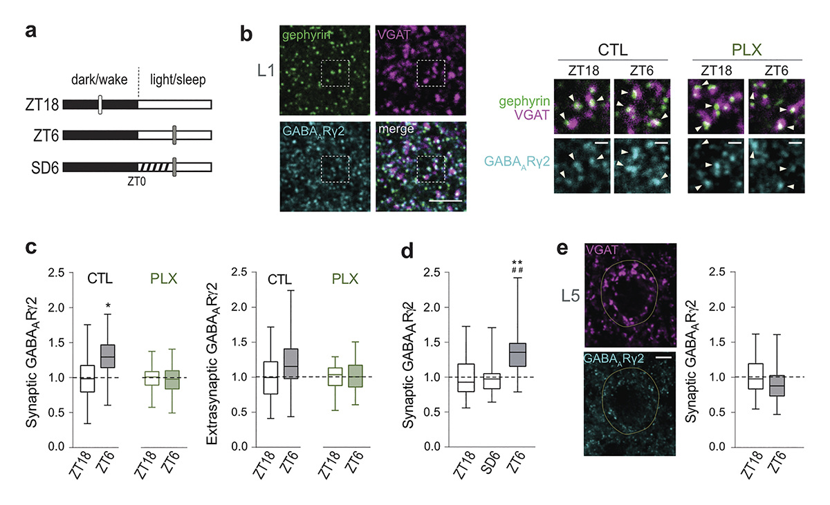 Microglial TNFα controls daily changes in synaptic GABAᴀRs and sleep slow waves, say Maria Joana Pinto, Clément Léna, Véronique Fabre, Alain Bessis and colleagues @IBENS_ENS @ENS_ULM: hubs.la/Q02vSY2S0 #CellSignaling #Neuroscience #microglia