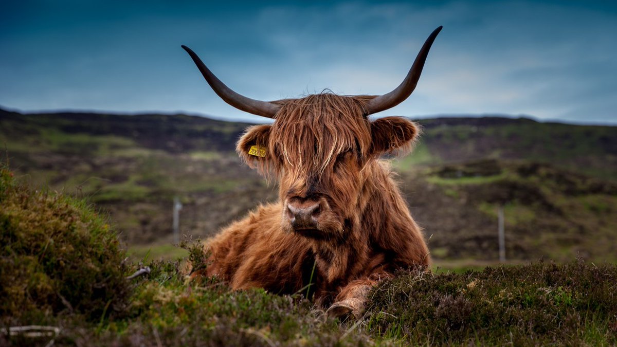 CertHE Highland Heritage for Tourism➕Explore Scotland’s fascinating heritage and develop skills to set you up for success in hospitality, tour guiding, heritage, and tourism in this new course starting in September 2024: bit.ly/CertHeHighland #ThinkUHI @uhi_orkney