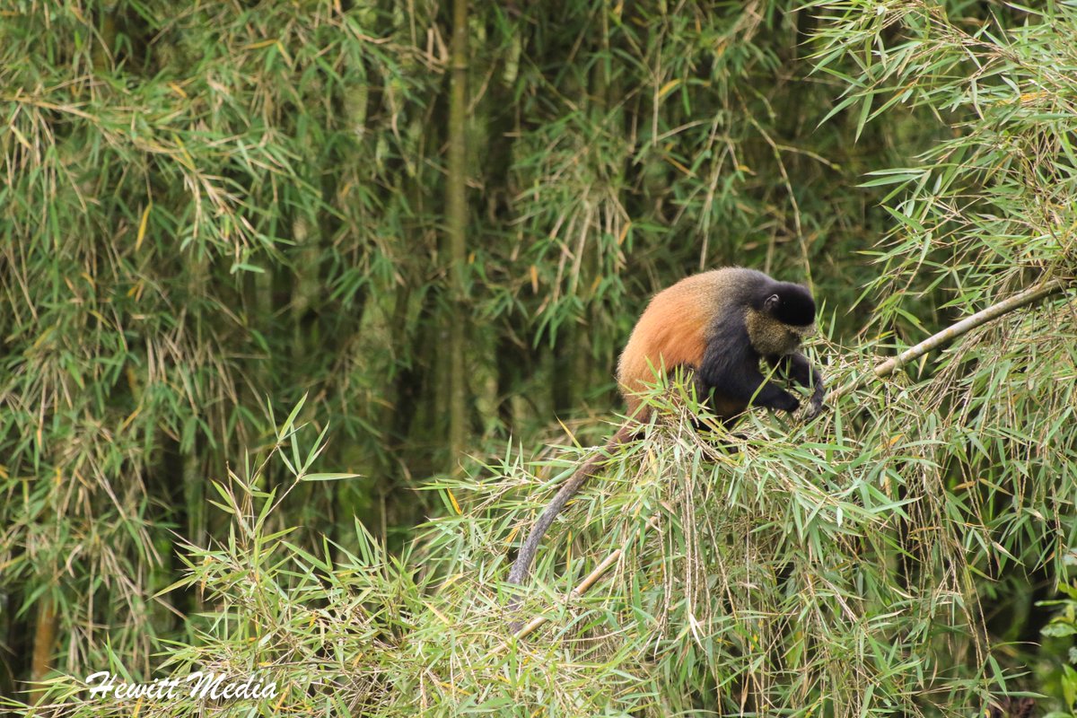 Trekking to see the mountain gorillas in Rwanda was an amazing experience.  Learn more about what it is like to see these amazing animals in the wild.  #Travel #Wildlife #Gorillas #Rwanda #TravelBlog  wanderlustphotosblog.com/2018/02/13/tre…