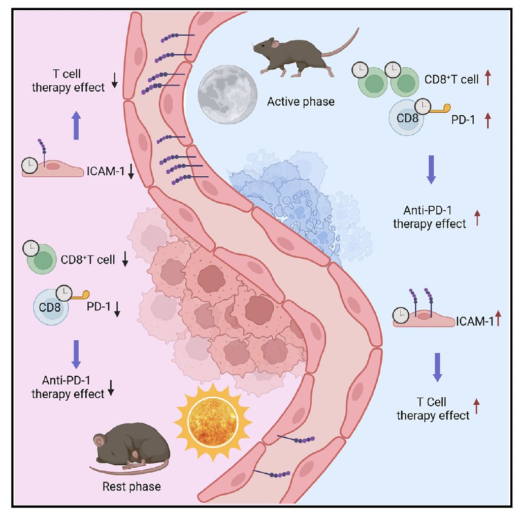 Circadian tumor infiltration & function of CD8+ T cells dictate immunotherapy efficacy @CellCellPress doi.org/10.1016/j.cell… 👉Immune system stimulated once at the ‘‘wrong’’ time, may not be able to respond anymore to the same level 🤔Compelling data to support ICI infusion