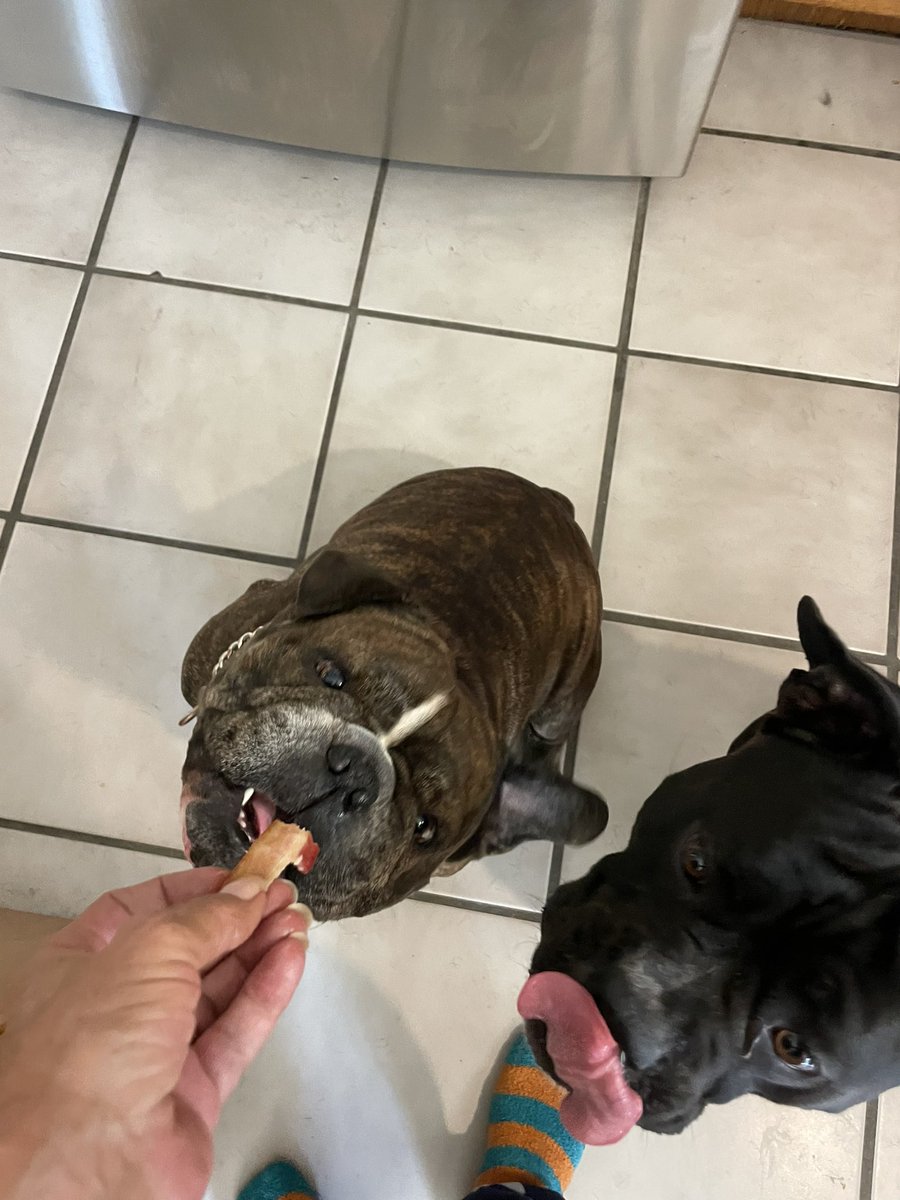 Took every ounce of energy I have right now but they are happy pups enjoying bacon.