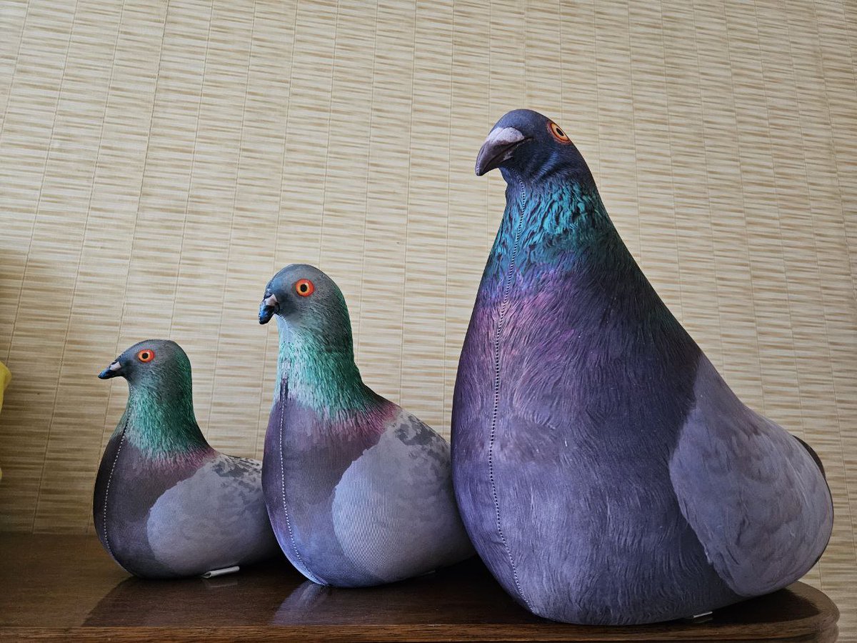 Я: коллекционировать можно всё, что угодно, кроме плюшевых голубей Коллекционер плюшевых голубей: