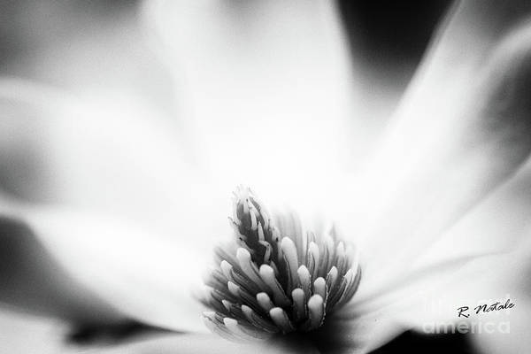 Beautiful white Magnolia flower: fineartamerica.com/featured/white… #flowers #art #buyintoart #photography