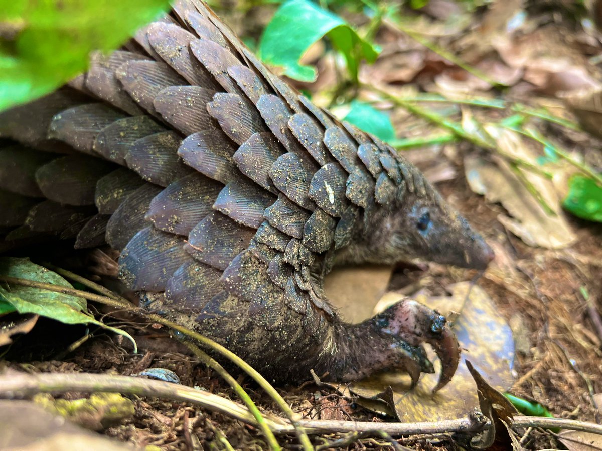 Embarked at dawn from Lodja, DRC, with a precious cargo - a rescued pangolin. With guidance from vets via WhatsApp, we ensured its well-being throughout the journey. Despite encounters with security stops, our focus remained on conservation. Today, we witnessed its triumphant…