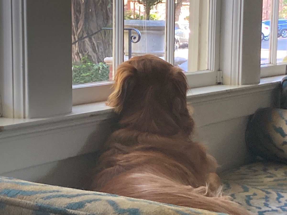 Saddest day of the year for the world's happiest dog: Cali looking out at her friends across the street at Grace Covell Hall on move-out day at @UOPacific. But Cali's trademark full-body wag will be back shortly as families roll in for our weekend #graduation2024 festivities!