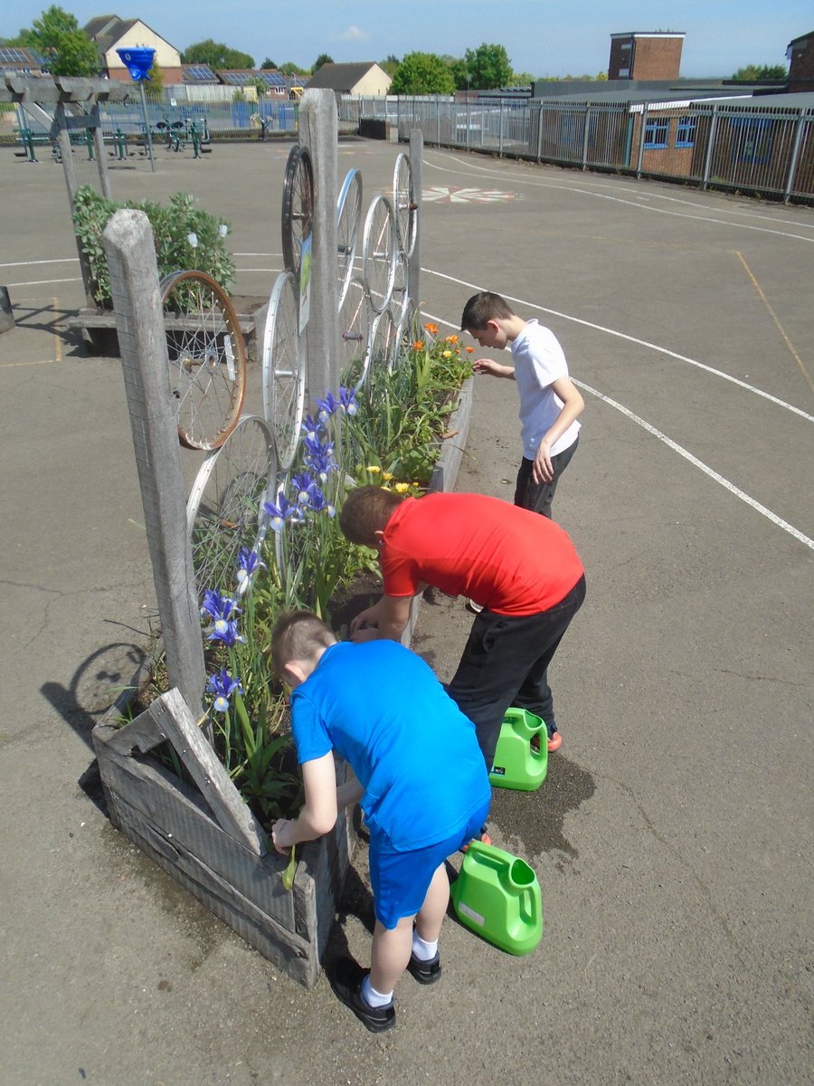 A REALLY busy day in Year 6 - planting out cucumbers, squashes & pumpkins (plus zinnias, nigella & sweet peas in our cut-flower bed), sowing Florence fennel, cosmos & verbena seeds, and arranging a vase of cut flowers for the foyer. Phew! @TreesforCities @GrowCardiff @GWandShows