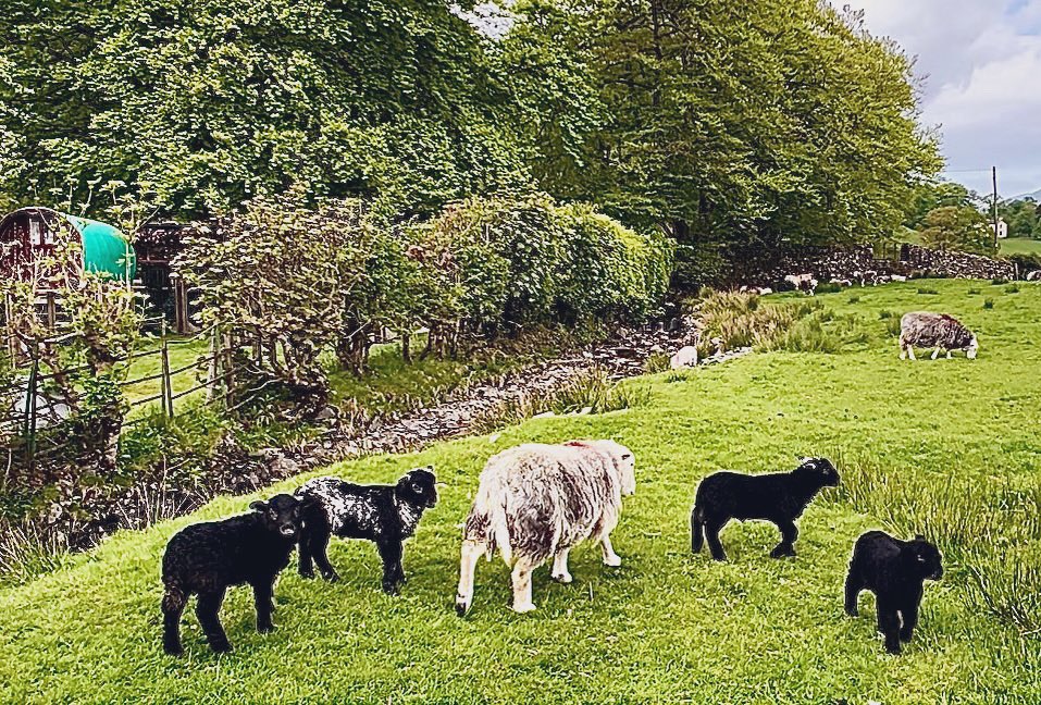 “We walked across the fields to see the
children of the west…”

#SuppersReady #Genesis #Lyric
#Herdwick #Lambs #MintSauce 
#Faeryland #Grasmere #LakeDistrict
#Thursday @ThePhotoHour