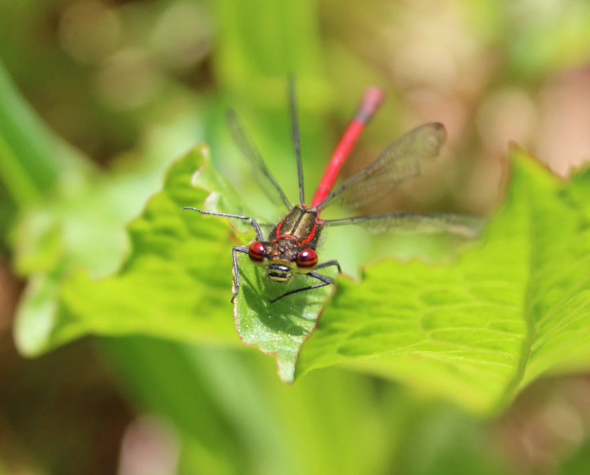 #largereddamselfly #damselfly #waterford #NaturePhotography @VisitWaterford #wildlife