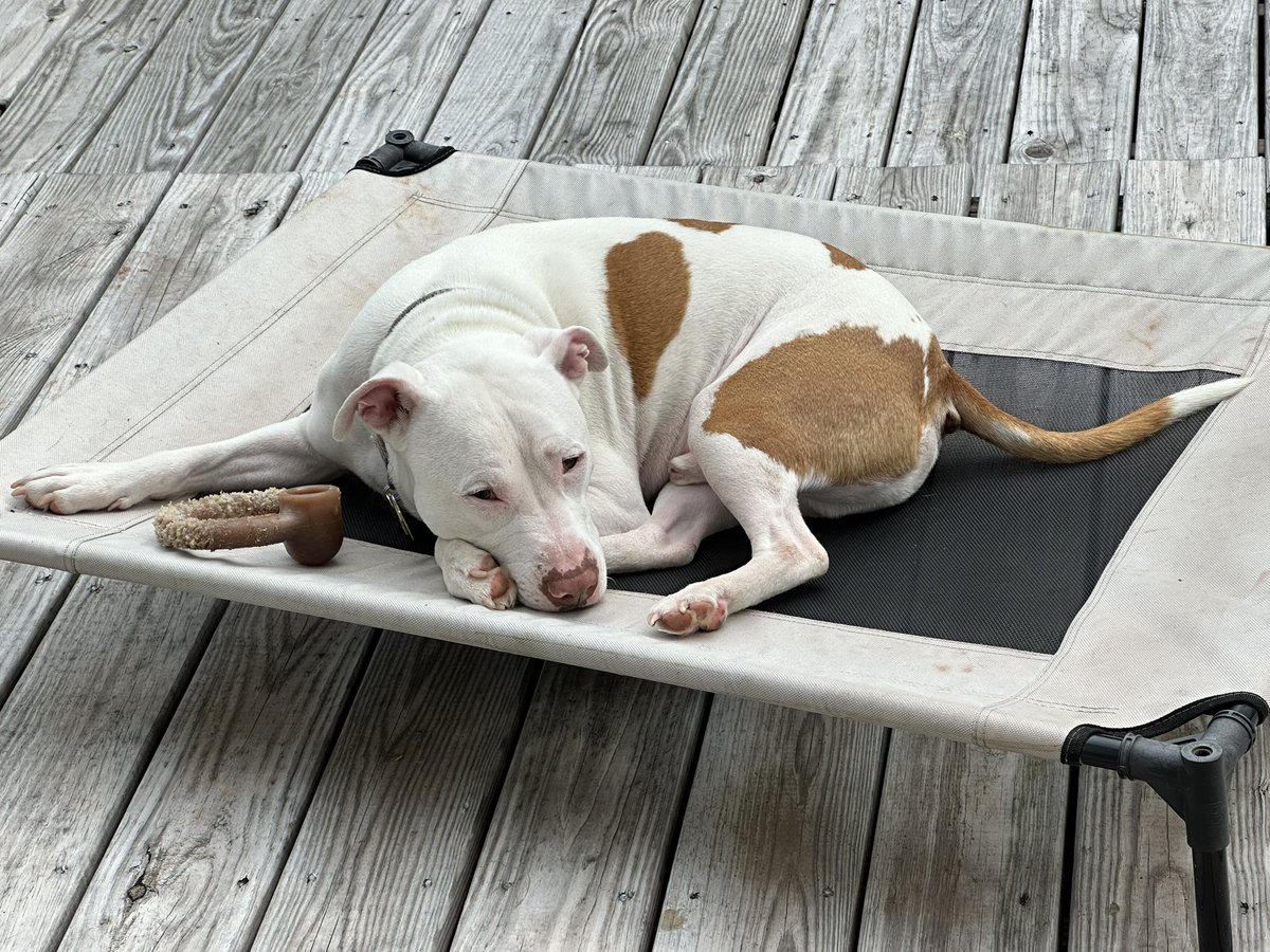 Speaking of the cot, yesterday evening Chance took his bone outside and lay on the cot for one of the first times. I’ll probably get a second cot now that I know he’ll lay on it. 🐶❤️🐶❤️ #dogsoftwitter #pitbulls #rescuedogs