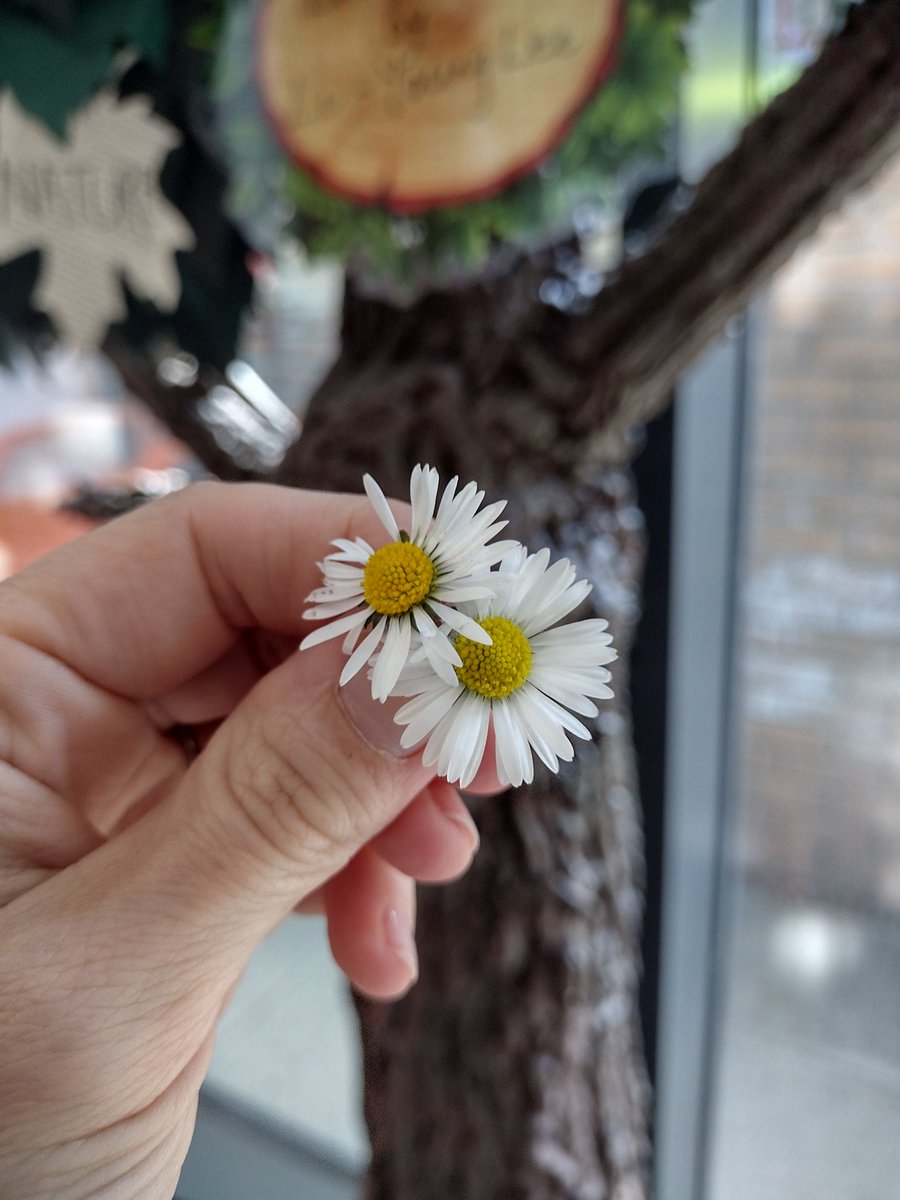 A little gift brought by a pupil in 2S during this afternoon's library lesson. 😊 #librarylife #thoughtful #spring #daisies #bgsfamily