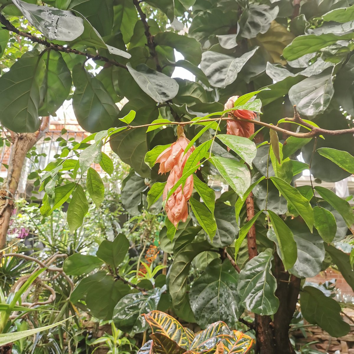 Hayley Thurrat tweet media