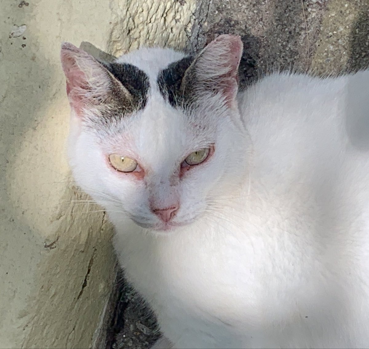 um gato da unifor é da raça emma stone