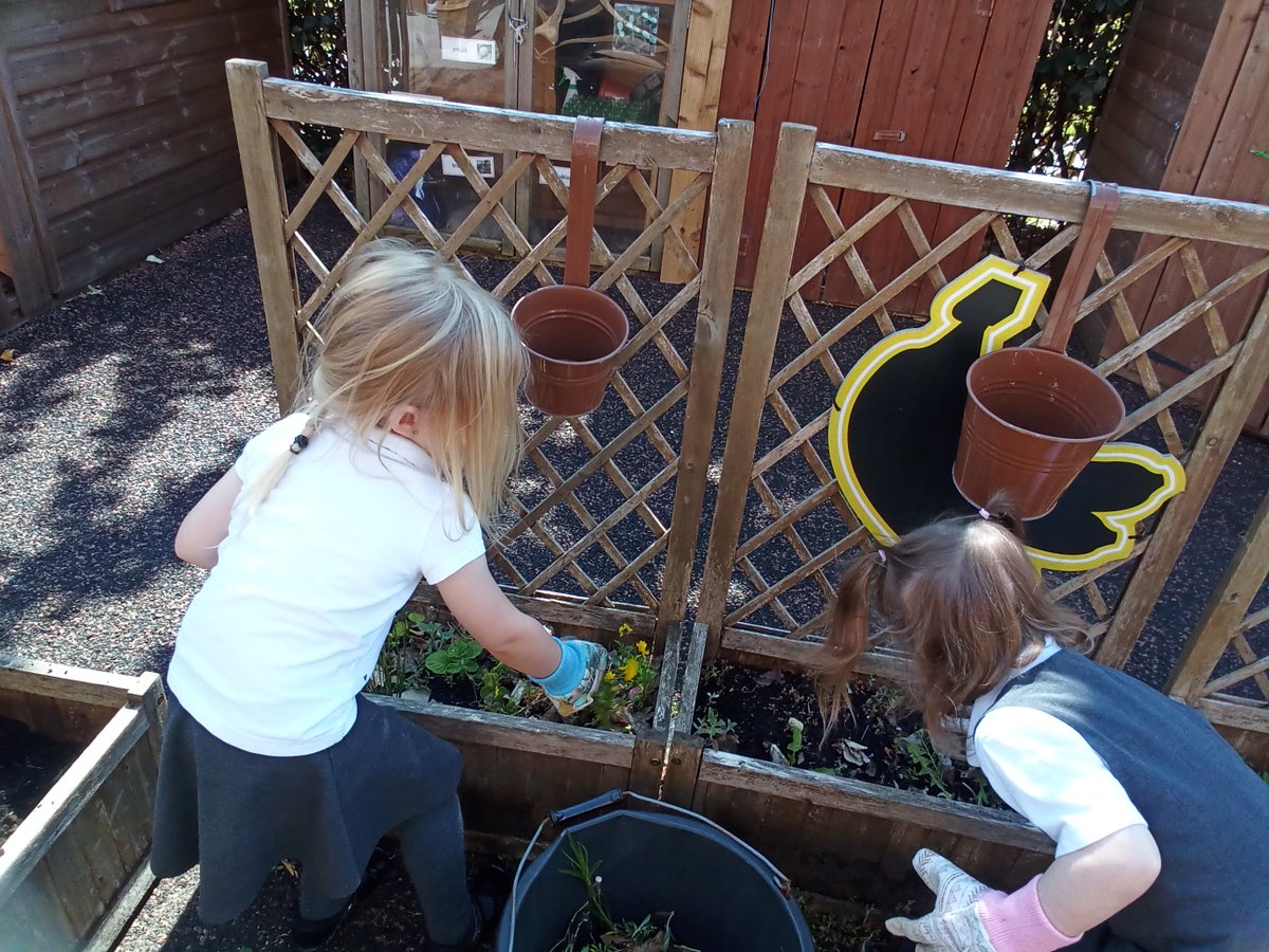 This week we have been tidying our garden area up and whilst the children were digging out the weeds they found some potatoes that the reception children had planted last year, they were amazed at their find @PrimaryGreat #gcpeyfsunderstandingtheworld