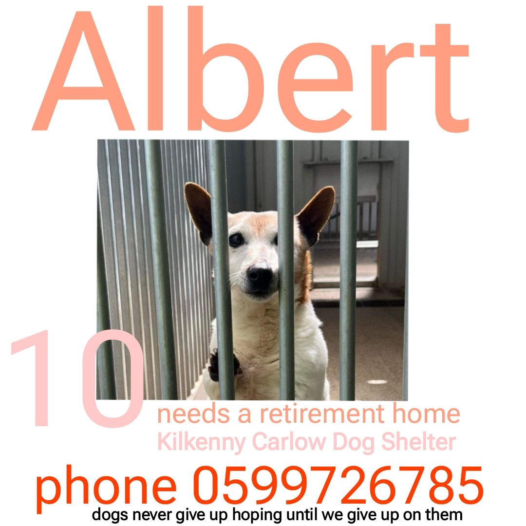 Poor #Albert spends most of his time with one paw up ready to go home. Weeks here now. Good with small dogs & a gentle soul... please think: can you take him or know anyone that can help.. in #CarlowKilkenny pound