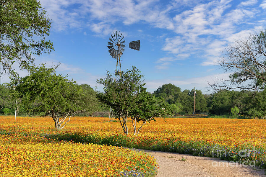 Texas Wildflowers with Windmill t2m.io/biTukyVA #interiordecor #Homedecoration #wallart #wallartforsale #buyart #indianblankets #goldenwave #wildflowers #art #photography #AYearforArt #TexasWindmill #flowers @VisitAustinTX @txhcm @TexasHighways  
t2m.io/iVprqmrB