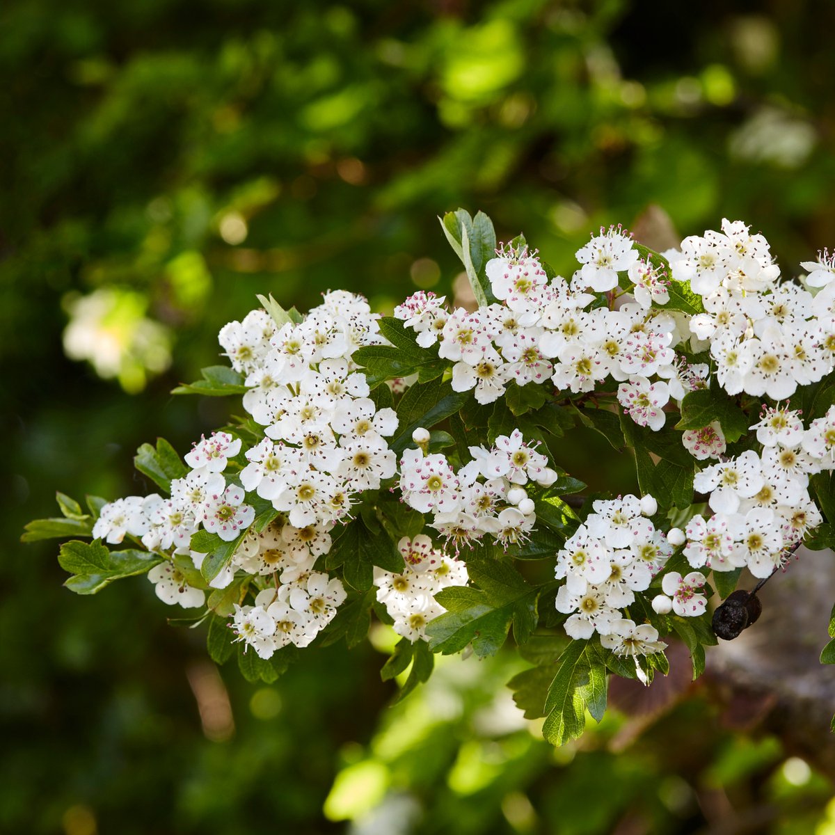 'Ne'er cast a clout till May is out' 🌳

This old proverb on spring's unpredictability may ring a bell, but do you know its true origin? Contrary to common belief, it refers not to the month of May but to the hawthorn tree's blossoms, known as mayflower. 
#WildTrees #SpringBlooms