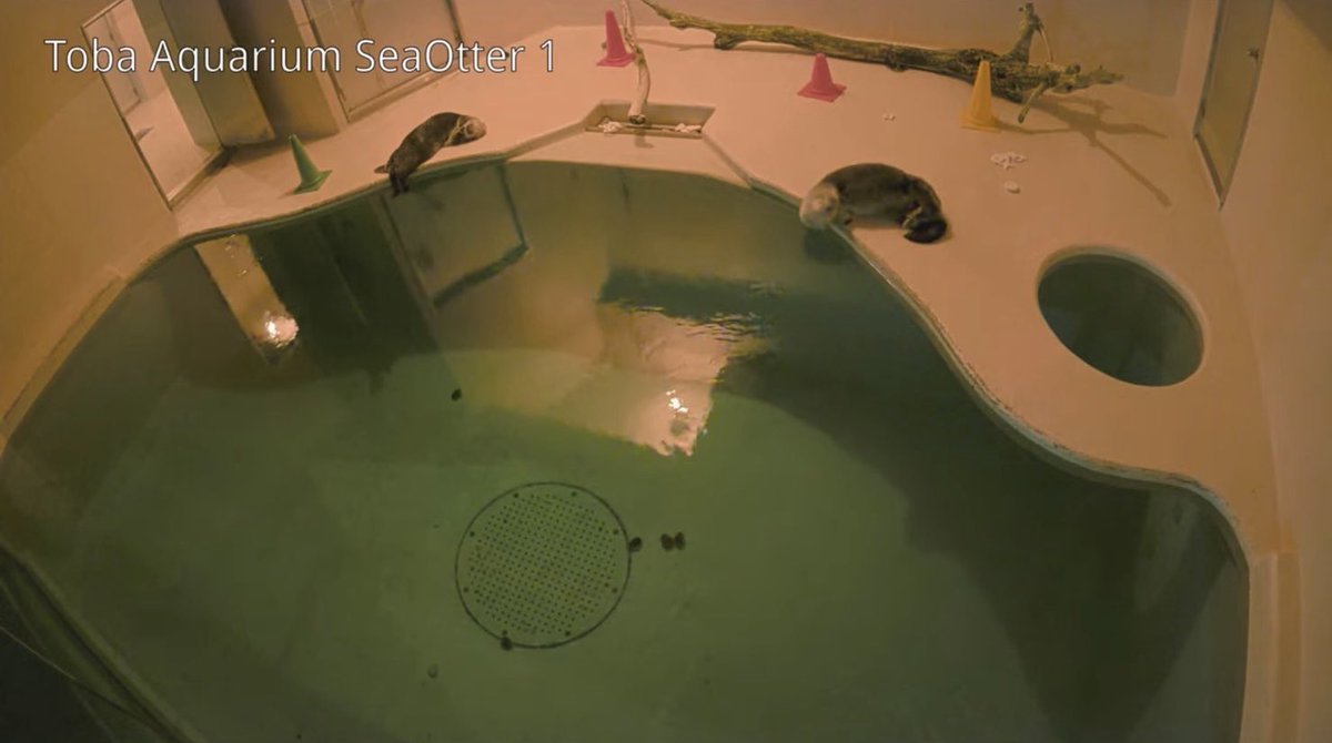 Heimlich_BR's tweet photo. 鳥羽水族館の寝てるラッコの生配信、やばい落ちる！と思ったらそのまま浮かんでまた寝た。 https://t.co/w4STHFZwi6