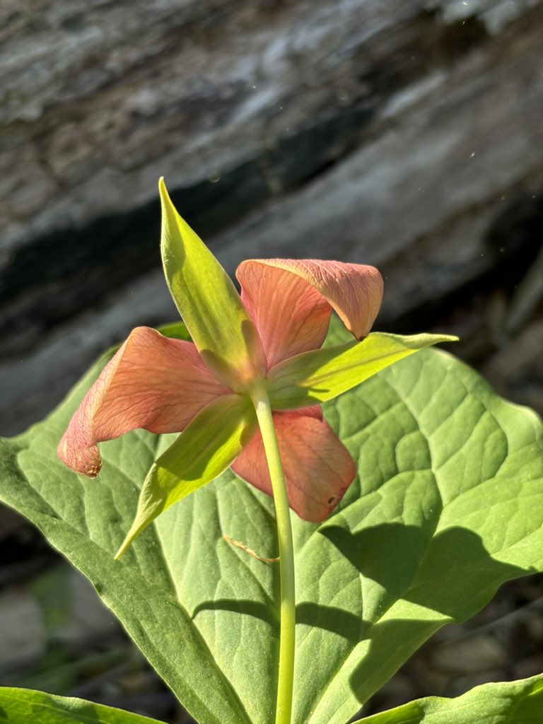 Pretty backside #wildflowers #gardening #GardeningTwitter #PhotographyIsArt