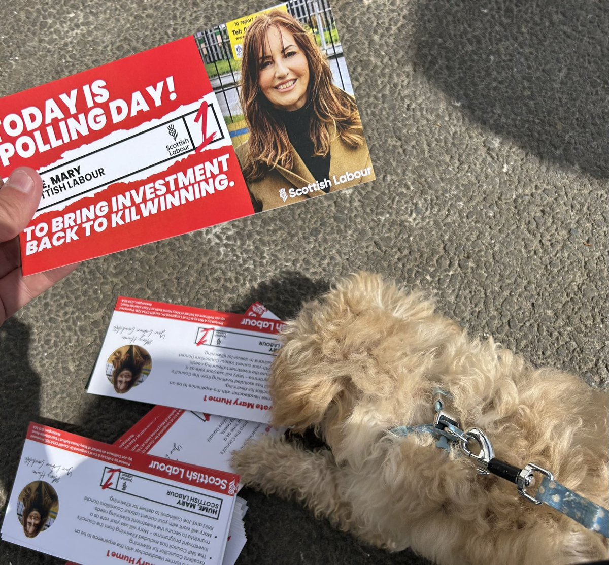 Great response for our @ScottishLabour #Kilwinning by-election candidate @maryhume21 on a sunny Polling Day. This little guy 🐶 was happy to help get the vote out. A vote for Mary Hume is a vote for the investment Kilwinning deserves. #VoteMaryHume1
