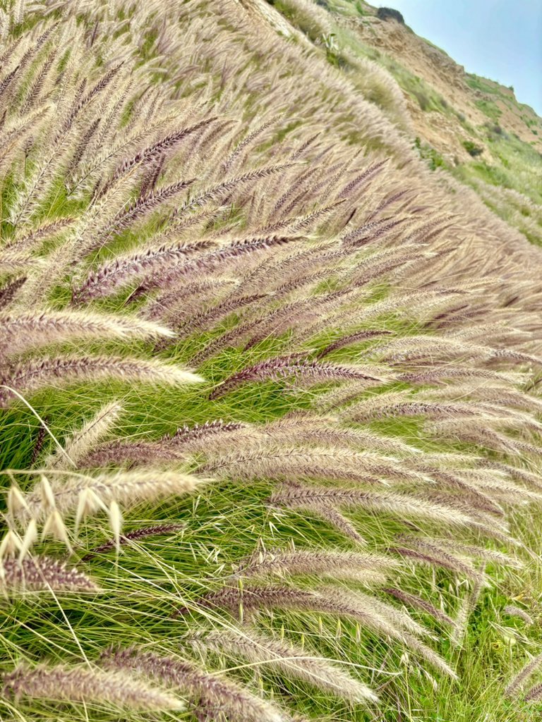 Waves #grass #hillside #NatureBeautiful #NaturePhotography