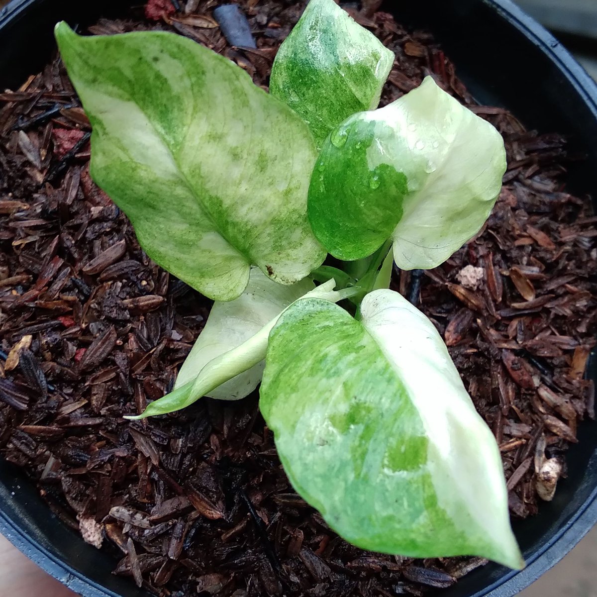 Homalomena mint Variegated 💚