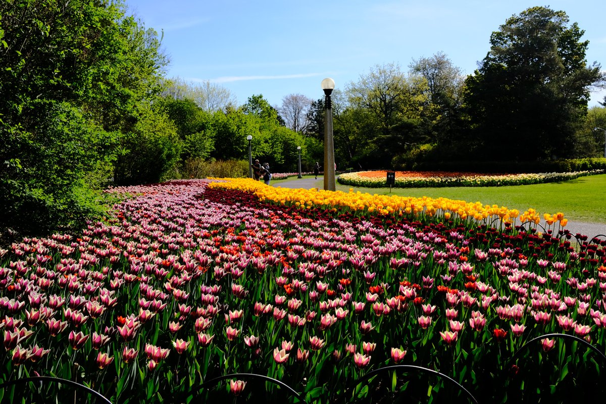 The #CanadianTulipFestival is around the corner! Ottawa’s #CommissionersPark will soon be full of colourful tulips. Celebrating the historic relationship between Canada and the #Netherlands, the festival offers beautiful views, workshops and food! Will you be at the festival?🌷💐
