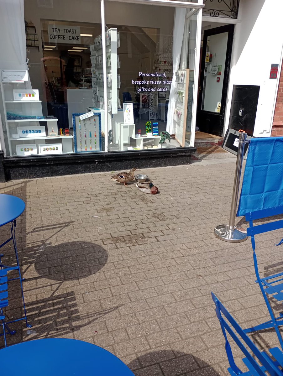 Nice day for ducks in @ShitChester 🦆🦆🌞