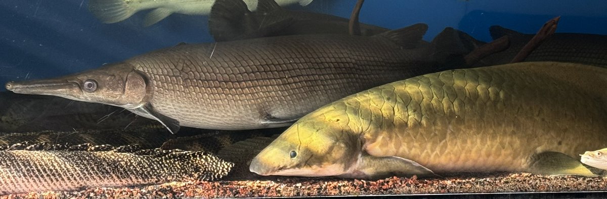 Lungfish and gar getting sunlight ☀️ such chonks