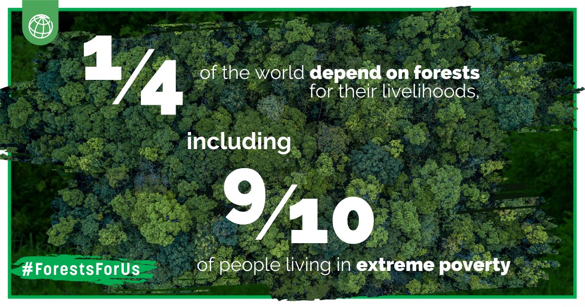 Forests play an important role in lifting communities out of poverty and ensuring a #LivablePlanet. They are game changers for people, climate, and nature: wrld.bg/AJML50QXlsl
#ForestsForUs | #UNforests