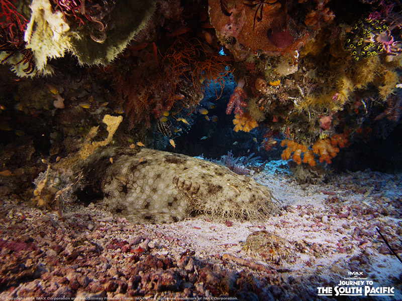 “Wo” – that’s good camouflage! The Wobbegong Shark is a bottom dweller in the South Pacific and might be considered one of the masters of camouflage. This species is generally considered to be harmless, but don’t get too close because these creatures like to be left alone!