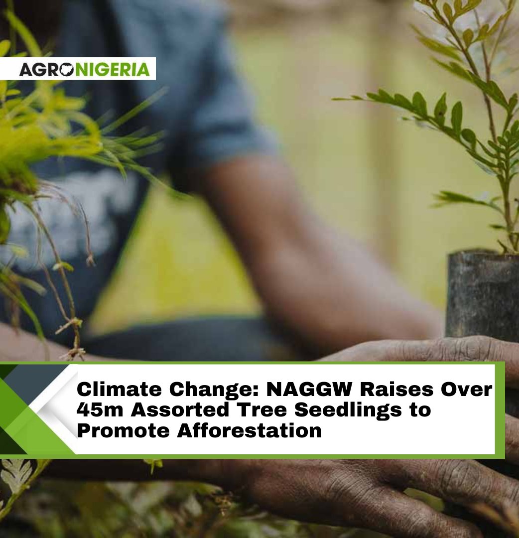 The National Agency for the Great Green Wall (NAGGW) has produced and raised over 45 million (45,251,179) assorted tree seedlings for afforestation efforts across the country. Read more: agronigeria.ng/climate-change…