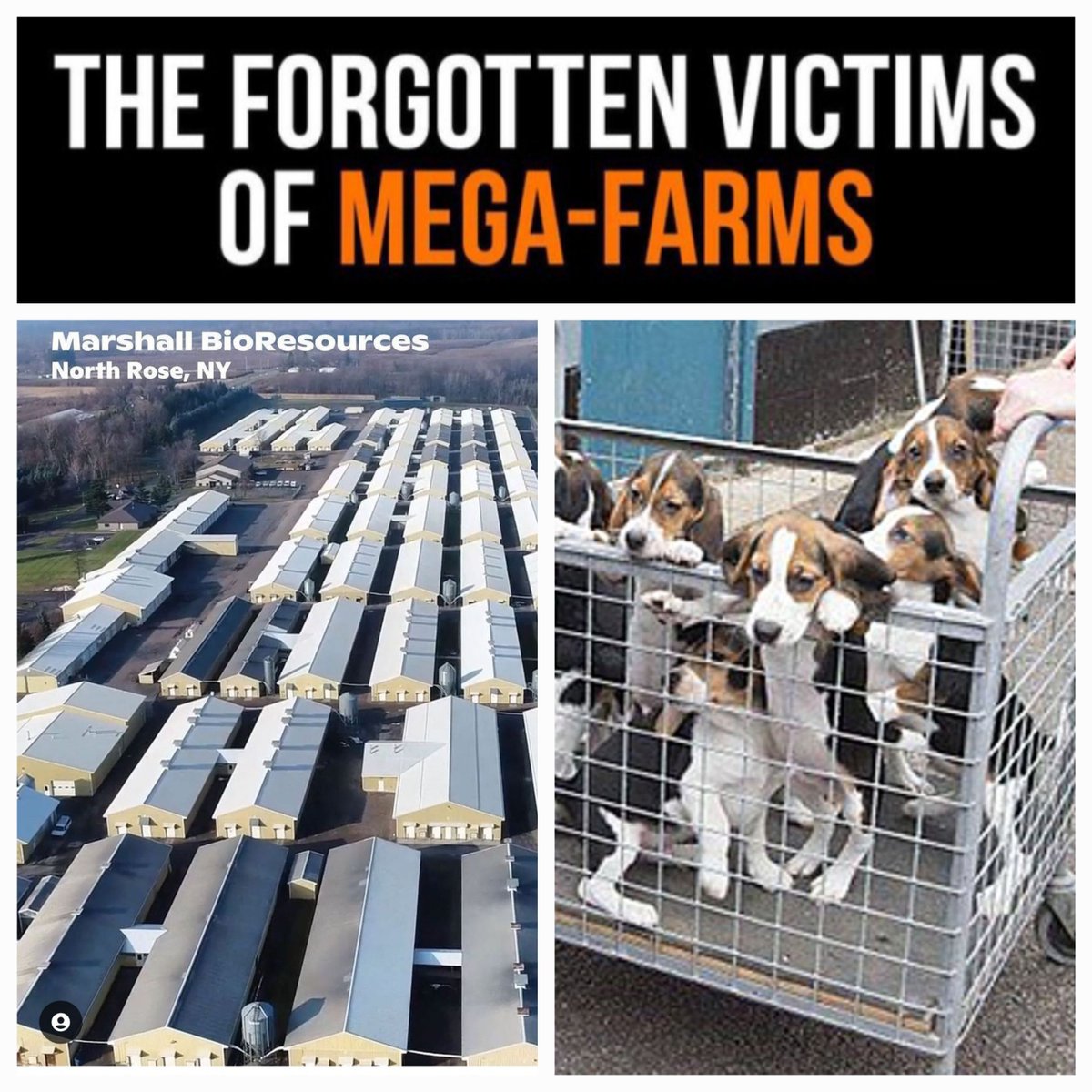 @MercyForAnimals Just like cats and dogs... tens of thousands of cats and dogs are in factory farms. They animal testing industry is as barbaric as the meat industry. SMASH SPECIESISM! No-one should be bred, sold & slaughtered. No exceptions. No excuses.