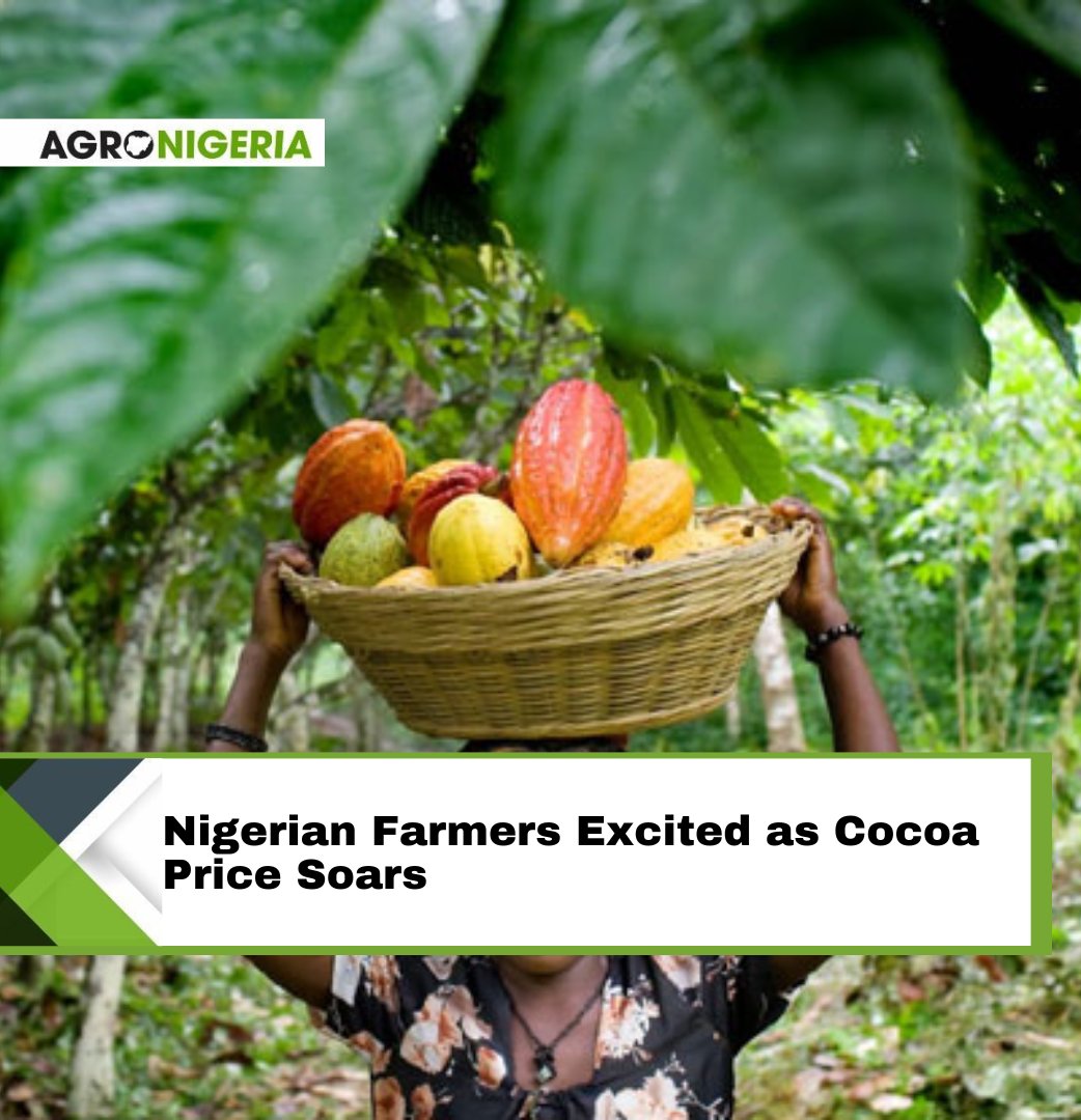 The cocoa farmers in Nigeria have expressed delight in the six-fold jump in prices this year, witnessed in cocoa exportation and market. Read more: agronigeria.ng/nigerian-farme…