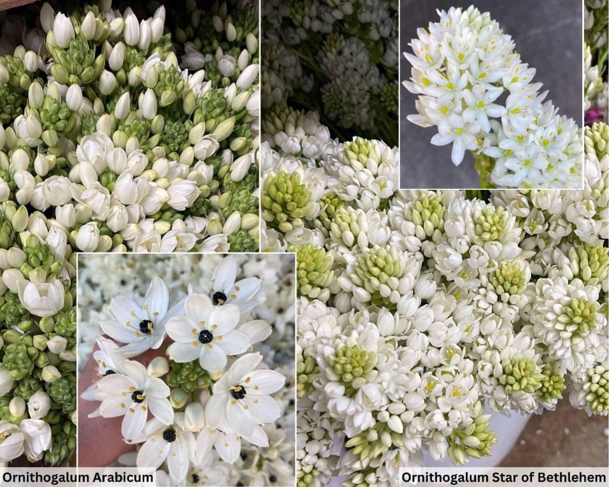 Ornithogalum Arabicum and Stars of Bethlehem are now available!  🤍🤩
contact me for more information.
#888camflor #cagrown #certifiedamericangrown #cutflowergrower #growershipper #originmatters #springflowers #ornithogalum #starofbethlehem #arabicum #mothersdayiscoming