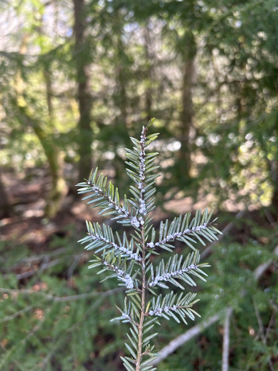 The hemlock woolly adelgid, an invasive insect, poses a serious threat to hemlock trees in the Great Smoky Mountains. This tiny pest feeds on the sap of hemlocks, eventually causing the trees to decline and die. Efforts are underway to manage and control the spread.