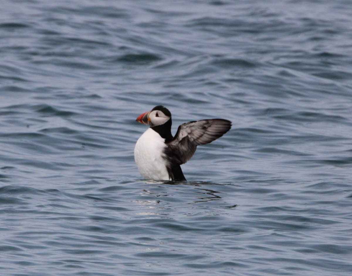 I spotted this handsome devil out in Cardigan Bay/Bae Ceredigion yesterday whilst on a survey trip.

Amazingly, it's the first puffin I've ever seen in the wild!