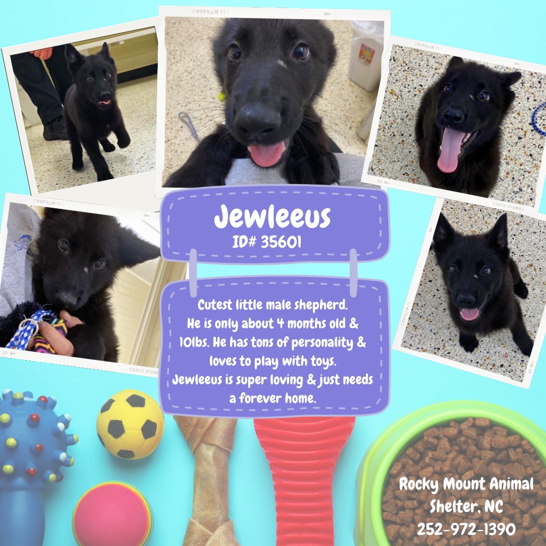 Hi👋🏼 I’m 🐶 Jewleeus ♥️ #RockyMount #NorthCarolina🇺🇸 I’m sweet, fun, like to play and cuddle & would love a forever 🏡 Can you #AdoptMe? I’ll be your best friend forever #FosterMe? Please share to help me find my human 🙏🏽 #dogsofx #Dogsoftwitter #AdoptDontShop #k9hour #rehomehour